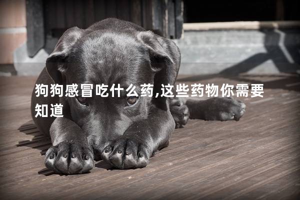 狗狗感冒吃什么藥,這些藥物你需要知道 狗狗感冒吃什么藥,這些藥物你需要知道