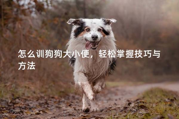 怎么訓(xùn)狗狗大小便,輕松掌握技巧與方法 怎么訓(xùn)狗狗大小便,輕松掌握技巧與方法