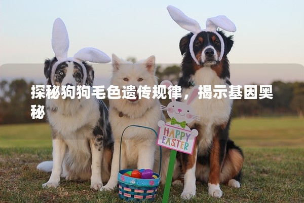 探秘狗狗毛色遺傳規(guī)律，揭示基因奧秘