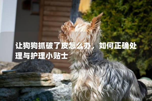 讓狗狗抓破了皮怎么辦，如何正確處理與護理小貼士