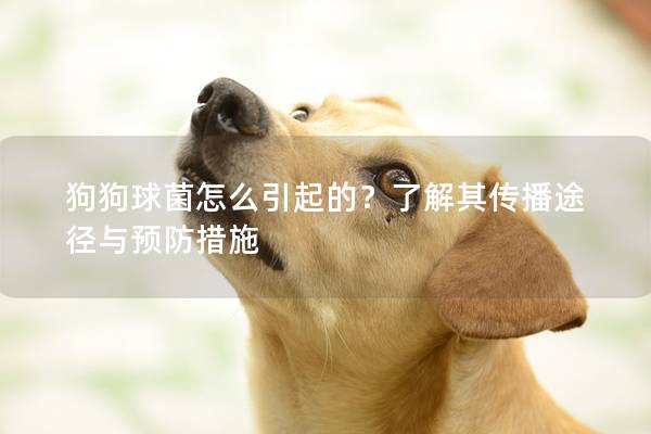 狗狗球菌怎么引起的？了解其傳播途徑與預防措施