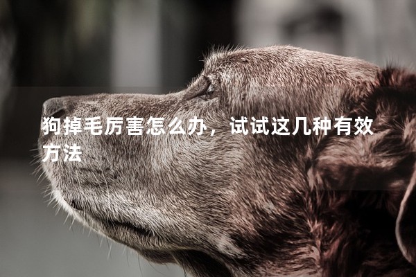 狗掉毛厲害怎么辦，試試這幾種有效方法