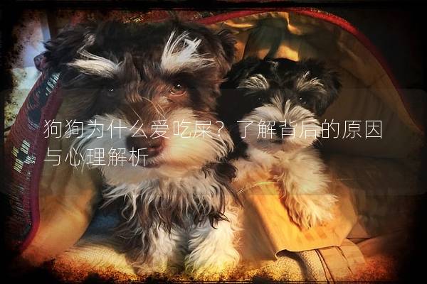 狗狗為什么愛吃屎？了解背后的原因與心理解析