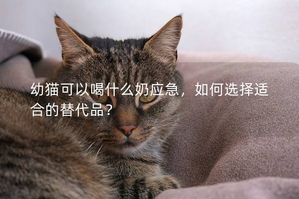 幼貓可以喝什么奶應急，如何選擇適合的替代品？