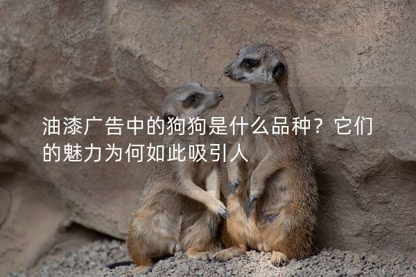 油漆廣告中的狗狗是什么品種？它們的魅力為何如此吸引人