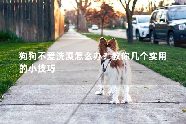 狗狗不愛(ài)洗澡怎么辦？教你幾個(gè)實(shí)用的小技巧