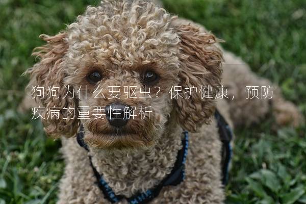 狗狗為什么要驅蟲？保護健康，預防疾病的重要性解析