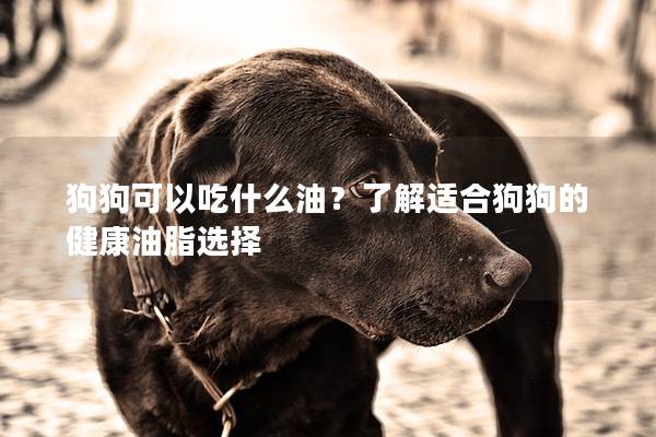 狗狗可以吃什么油？了解適合狗狗的健康油脂選擇