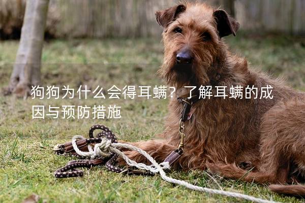 狗狗為什么會得耳螨？了解耳螨的成因與預防措施