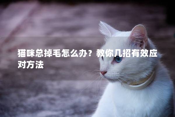 貓咪總掉毛怎么辦？教你幾招有效應對方法