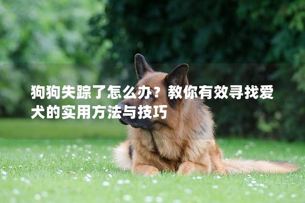 狗狗失蹤了怎么辦？教你有效尋找愛犬的實用方法與技巧