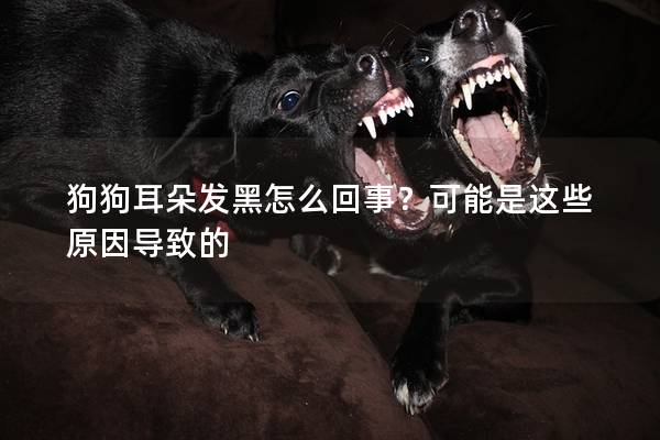 狗狗耳朵發黑怎么回事？可能是這些原因導致的
