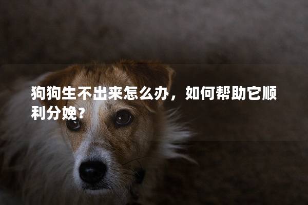 狗狗生不出來怎么辦，如何幫助它順利分娩？