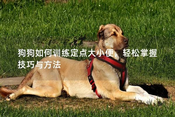 狗狗如何訓(xùn)練定點(diǎn)大小便，輕松掌握技巧與方法