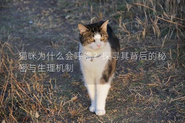 貓咪為什么會呼嚕？探尋其背后的秘密與生理機制