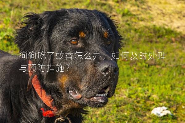 狗狗吃了蚊香怎么辦,如何及時處理與預防措施? 狗狗吃了蚊香怎么辦,如何及時處理與預防措施?