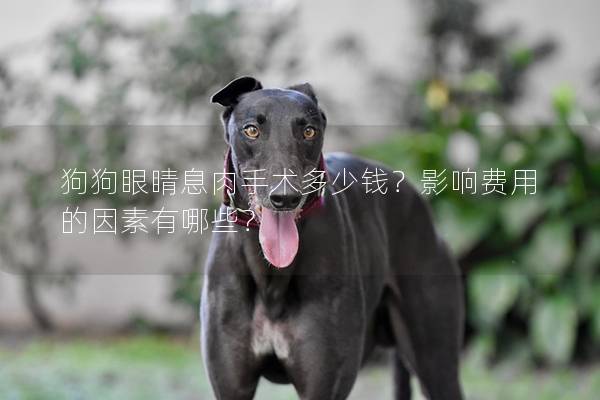 狗狗眼睛息肉手術多少錢?影響費用的因素有哪些? 狗狗眼睛息肉手術多少錢?影響費用的因素有哪些?