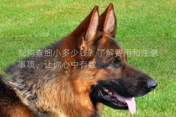 狗狗查細(xì)小多少錢？了解費(fèi)用和注意事項(xiàng)，讓你心中有數(shù)