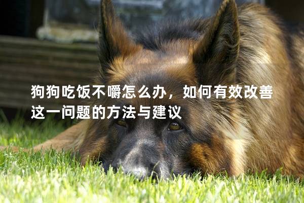 狗狗吃飯不嚼怎么辦，如何有效改善這一問題的方法與建議