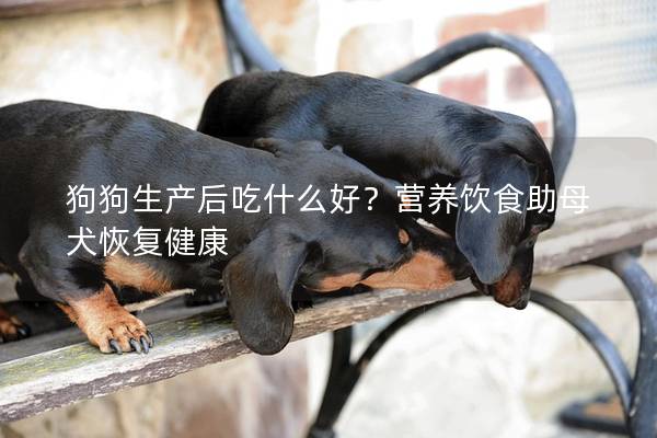 狗狗生產后吃什么好？營養飲食助母犬恢復健康