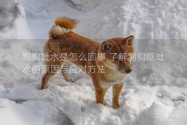 狗狗吐水是怎么回事,了解狗狗嘔吐水的原因與應對方法