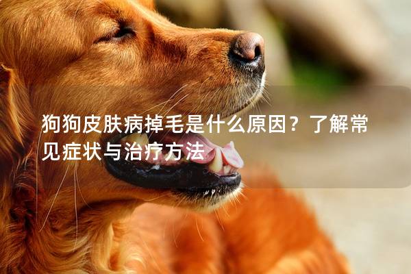 狗狗皮膚病掉毛是什么原因?了解常見(jiàn)癥狀與治療方法 狗狗皮膚病掉毛是什么原因?了解常見(jiàn)癥狀與治療方法