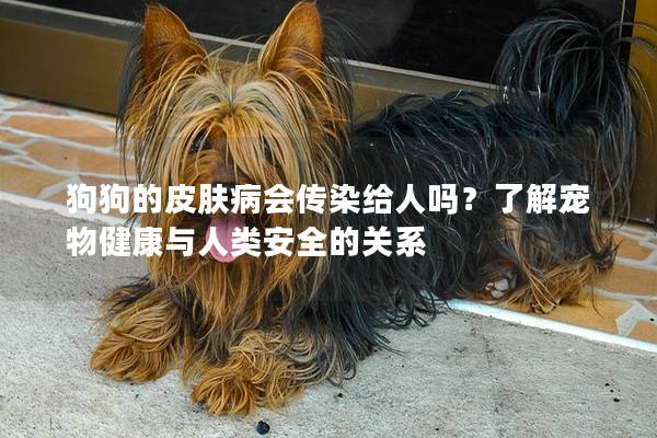 狗狗的皮膚病會傳染給人嗎？了解寵物健康與人類安全的關系