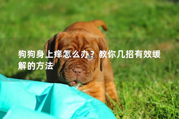 狗狗身上癢怎么辦?教你幾招有效緩解的方法 狗狗身上癢怎么辦?教你幾招有效緩解的方法