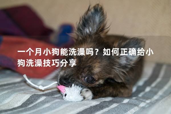 一個(gè)月小狗能洗澡嗎？如何正確給小狗洗澡技巧分享