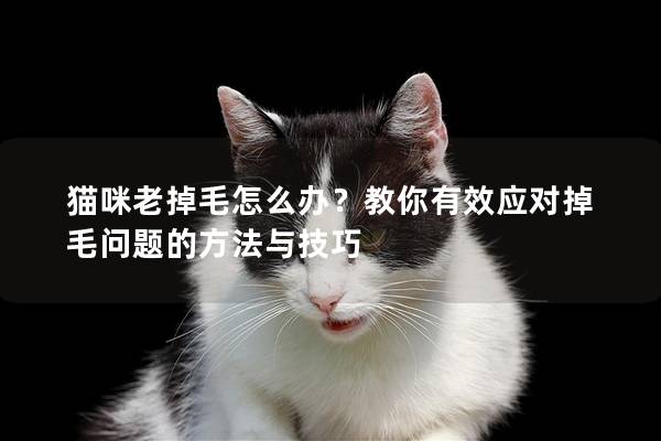 貓咪老掉毛怎么辦？教你有效應對掉毛問題的方法與技巧