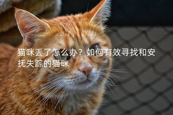 貓咪丟了怎么辦？如何有效尋找和安撫失蹤的貓咪