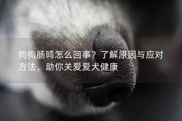 狗狗腸鳴怎么回事？了解原因與應對方法，助你關愛愛犬健康