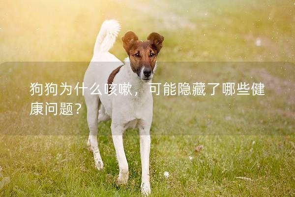 狗狗為什么咳嗽，可能隱藏了哪些健康問題？