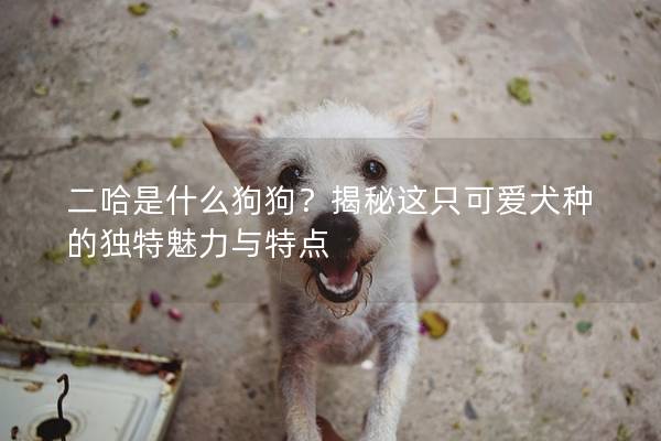 二哈是什么狗狗?揭秘這只可愛犬種的獨特魅力與特點 二哈是什么狗狗?揭秘這只可愛犬種的獨特魅力與特點
