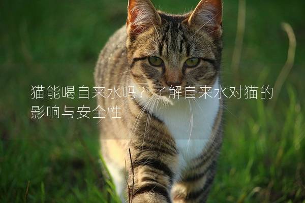 貓能喝自來水嗎？了解自來水對貓的影響與安全性