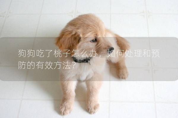 狗狗吃了桃子怎么辦，如何處理和預(yù)防的有效方法？