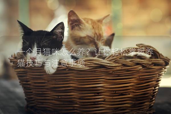 一個月貓咪怎么養？讓你輕松掌握養貓技巧與注意事項