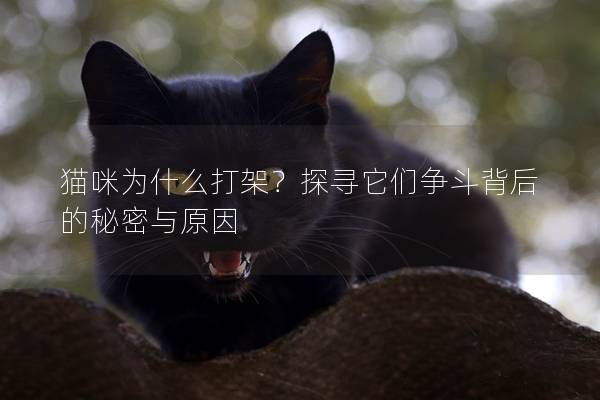 貓咪為什么打架？探尋它們爭斗背后的秘密與原因