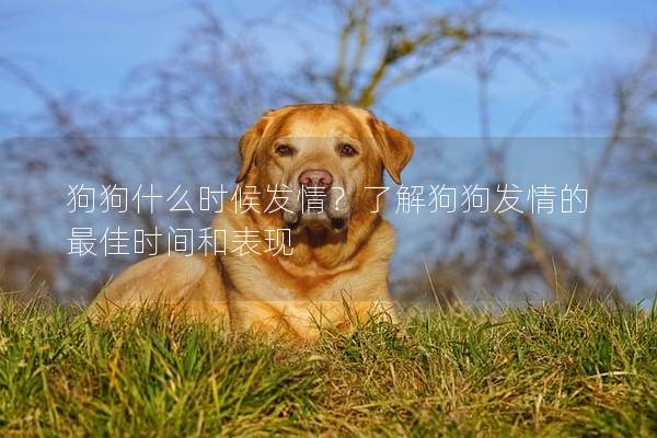 狗狗什么時候發情？了解狗狗發情的最佳時間和表現