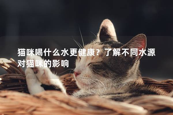 貓咪喝什么水更健康？了解不同水源對貓咪的影響