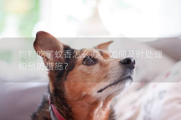 狗狗吃了蚊香怎么辦，如何及時(shí)處理和預(yù)防措施？