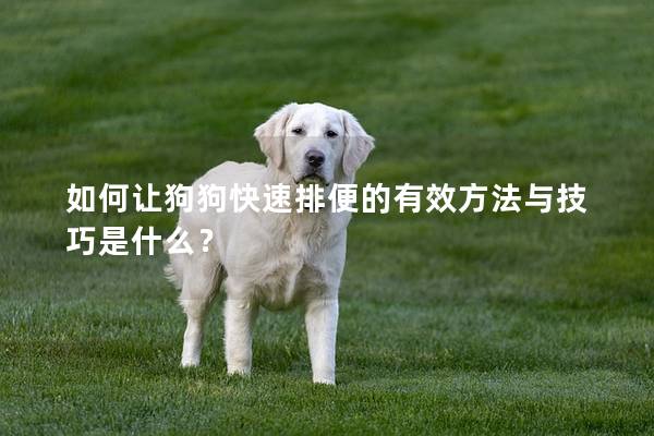 如何讓狗狗快速排便的有效方法與技巧是什么？