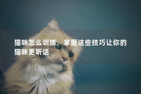 貓咪怎么訓練,掌握這些技巧讓你的貓咪更聽話 貓咪怎么訓練,掌握這些技巧讓你的貓咪更聽話
