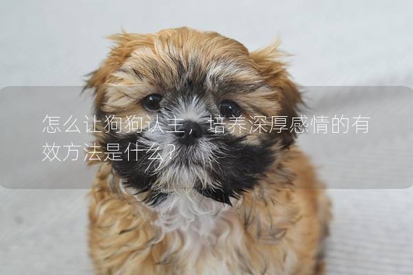 怎么讓狗狗認主,培養深厚感情的有效方法是什么? 怎么讓狗狗認主,培養深厚感情的有效方法是什么?