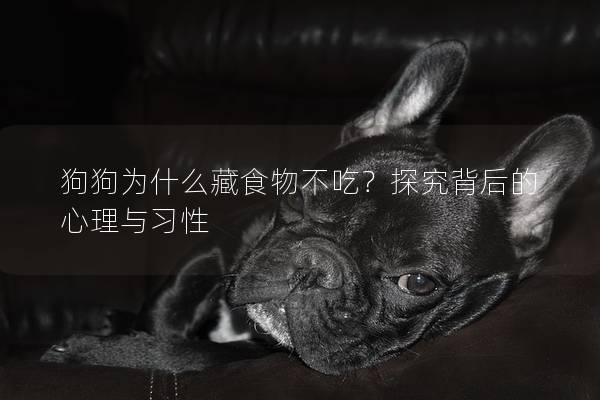 狗狗為什么藏食物不吃？探究背后的心理與習性