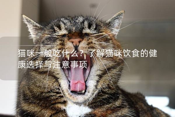 貓咪一般吃什么？了解貓咪飲食的健康選擇與注意事項