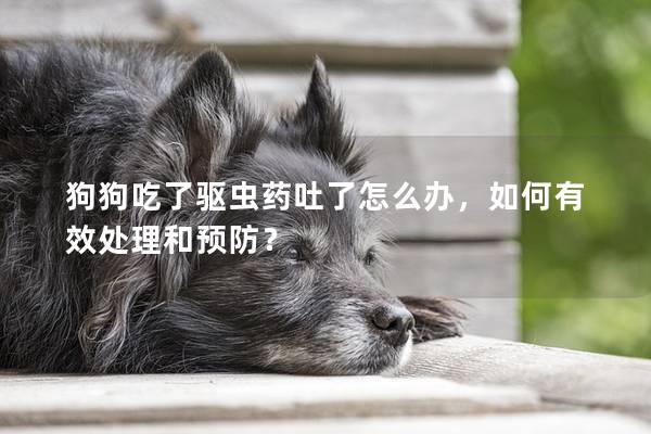 狗狗吃了驅蟲藥吐了怎么辦，如何有效處理和預防？