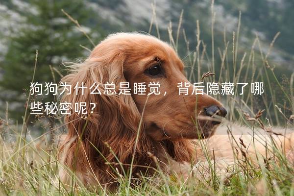 狗狗為什么總是睡覺，背后隱藏了哪些秘密呢？