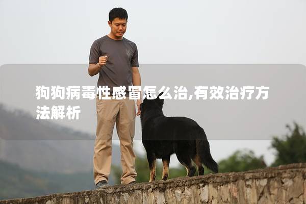 狗狗病毒性感冒怎么治,有效治療方法解析