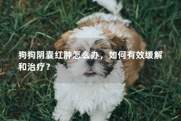 狗狗陰囊紅腫怎么辦，如何有效緩解和治療？